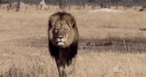 animals | GIF | PrimoGIF