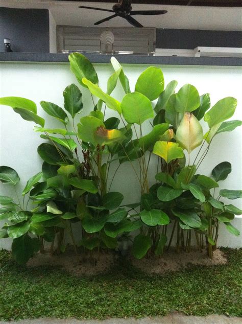 calathea lutea plant | Paisagismo, Jardinagem, Jardim