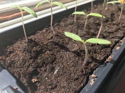 Repotting and Transplanting Tomato Seedlings - Garden.org