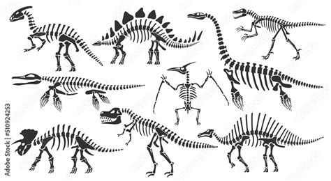 Dinosaur skeletons. Dino bones, stegosaurus fossil and tyrannosaurus ...