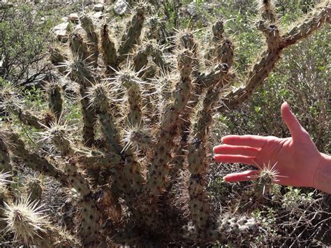 Math, Science, and Technology Blog: Common Arizona Cacti