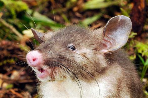 New rat species has a hog nose ... and (very) hairy genitals | New ...