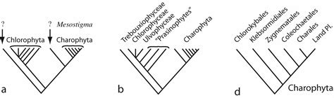 Chlorophyta (Green Algae)