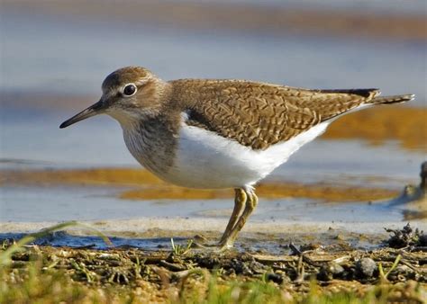 Outing to Ballynamona Strand - BirdWatch Ireland