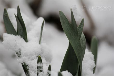 sassafras: spring snow :: nature photography :: winter photography