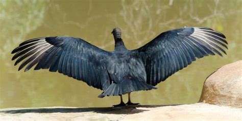 23 Birds With The Largest Wingspan [Incl. Pictures!] - Birdwatching Buzz