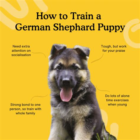 German Shepherd Training – Telegraph