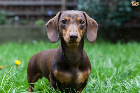 Miniature Dachshund Dog Breed Information, Buying Advice, Photos and ...