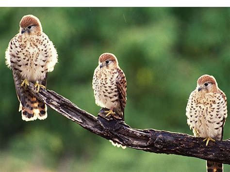 Mauritius Kestrel | Endangered animals, Animals, Endangered animals list