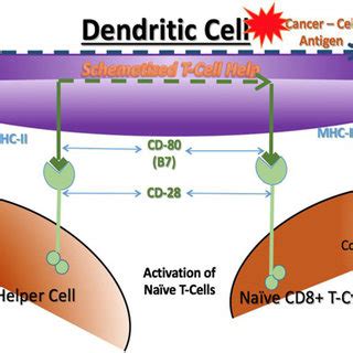 Activation of cytotoxic T cells. Cytotoxic T cells can only be ...