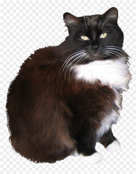 Tuxedo Cat Clipart Toxedo - Cat Stock Png, Transparent Png - 900x1049 ...