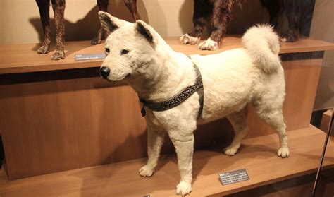 The True Story Of Hachiko, History's Most Devoted Dog