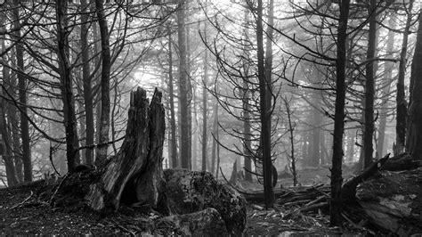 Aokigahara Discovering the Mysteries of Japan's Haunted Forest - Scary ...