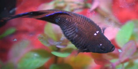 Betta Fish Dropsy - Symptoms, Causes & Treatment - Bettafish.org