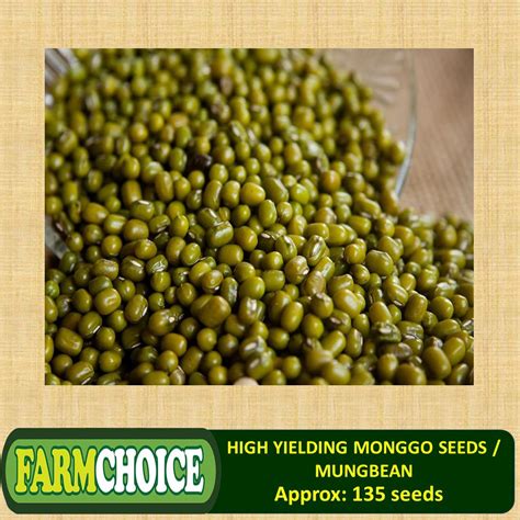 High Yielding MONGGO SEEDS / MUNGBEAN - (120 seeds) FOR PLANTING ONLY ...