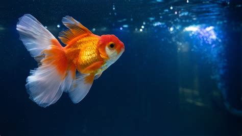 13 Amazing Goldfish Tank Mates (Best Companions)