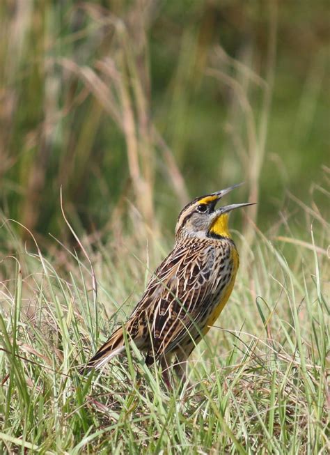 Eastern Meadowlark | Audubon Field Guide