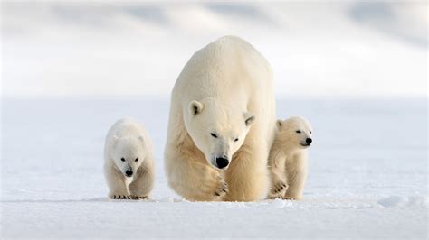 Snow Bears | About | Nature | PBS