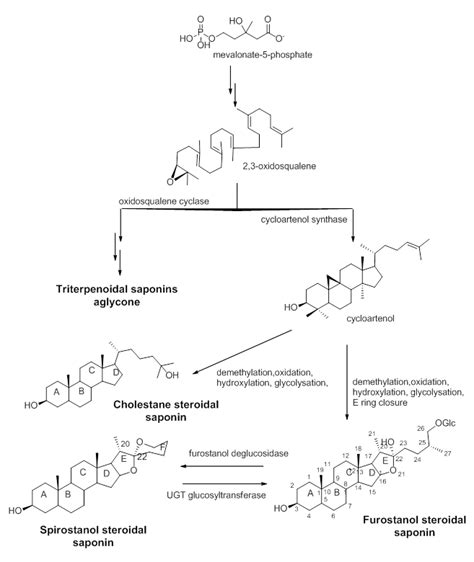 Biosynthesis of steroidal saponins | Download Scientific Diagram