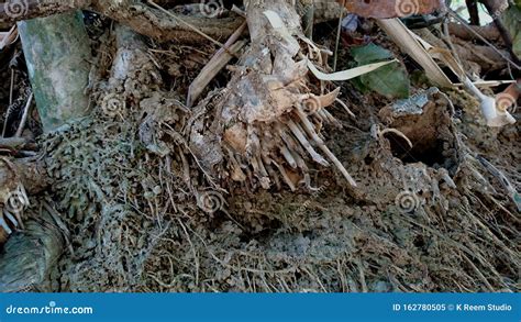 Detail of Damaged Bamboo Root Texture Stock Image - Image of root ...