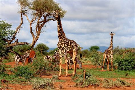 Giraffes on Safari | Free Photo - rawpixel