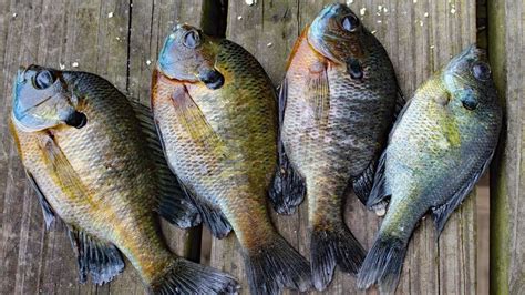 Bluegill Aquaponics - Is it A Good Fish? - HowtoAquaponic