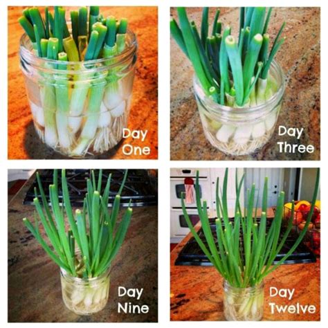 Growing Green Onions (and other Things I'm Thinking About!) – Kalyn's ...