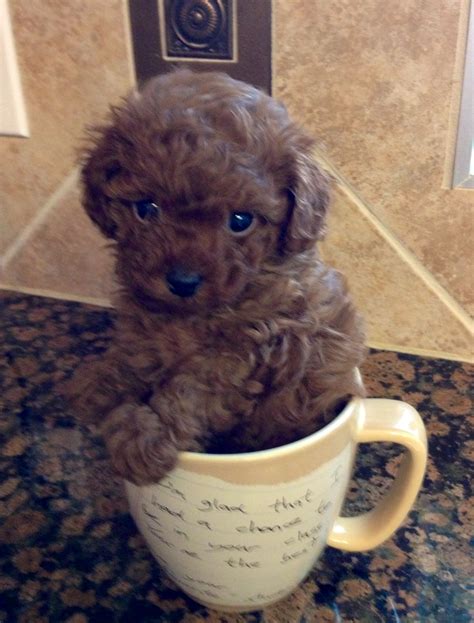 My little teacup poodle! ♥ #teacupdogslist #teacupdogs #teacupbreeds ...