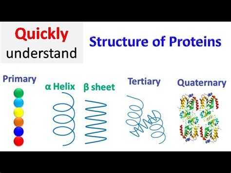 Quaternary Structure Of Protein Diagram