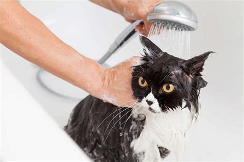 How To Give Your Cat a Flea Bath When Your Cat Hates Water | Adams™