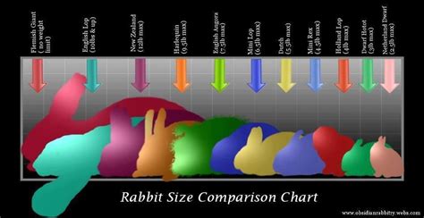 What is a Dewlap? in 2022 | Mini lop, Giant rabbit, Rabbit breeds