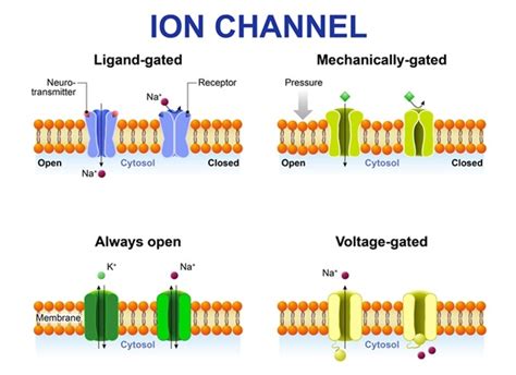 Scientists establish a new method of ion channel drug research | Medicilon