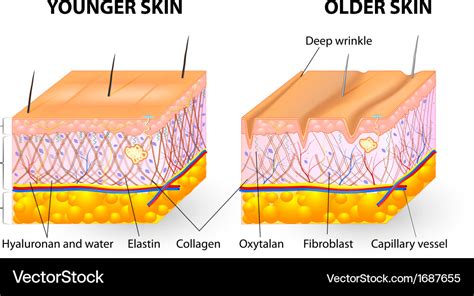 Collagen and elastin skin aging Royalty Free Vector Image