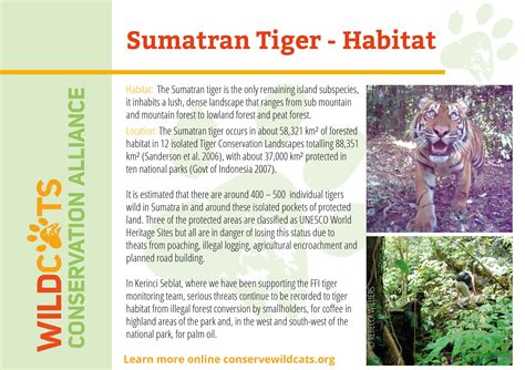 Sumatran Tiger Habitat