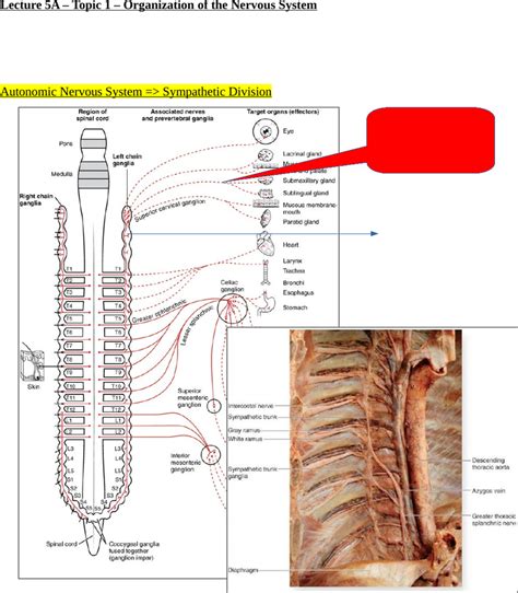 BIOC32H3 Lecture Notes - Summer 2019, Lecture 5 - Autonomic Nervous ...