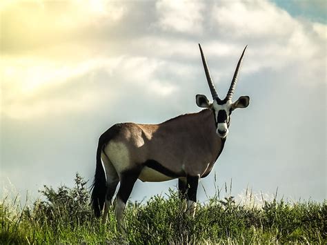 10 Iconic Animals Of South Africa - WorldAtlas