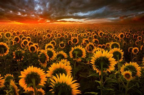 Aesthetic Sunflower Field Wallpapers - Wallpaper Cave