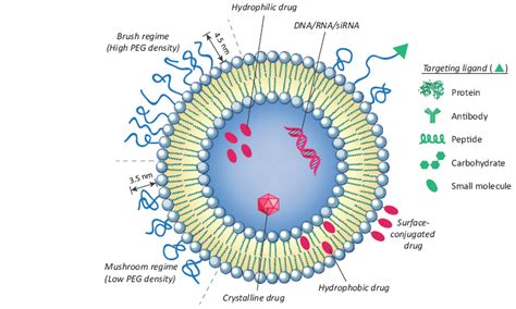 Liposomes as Potential Drug Carrier Systems for Drug Delivery | IntechOpen