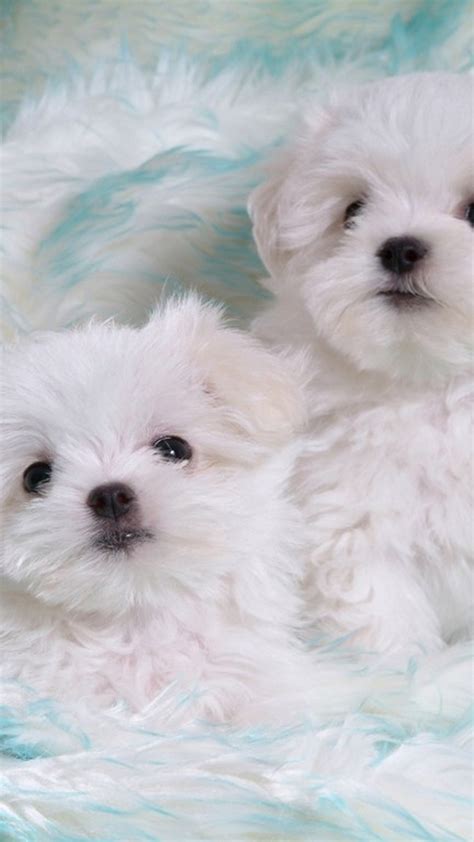 iPhone 7 Wallpaper Cute Puppies Pictures - 2021 3D iPhone Wallpaper