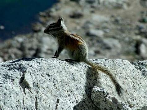 Sierra Nevada Wildlife : Photo Albums : SummitPost