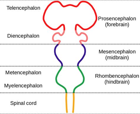 Development of the Human Brain | Child Development