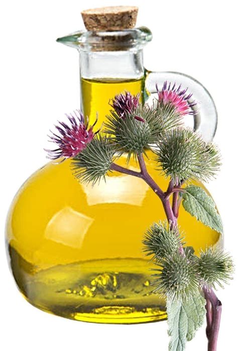 Burdock Oil | Salem Botanicals