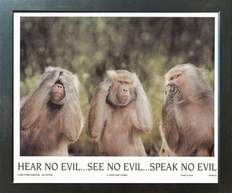 Monkeys Hear No Evil See No Evil Speak No Evil Espresso Framed Art ...