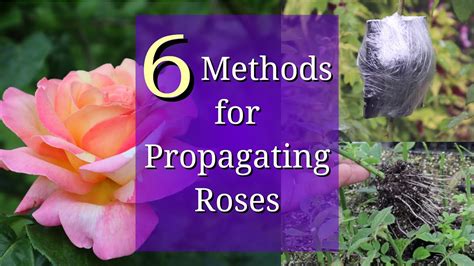 6 Methods for Rose Propagation - YouTube