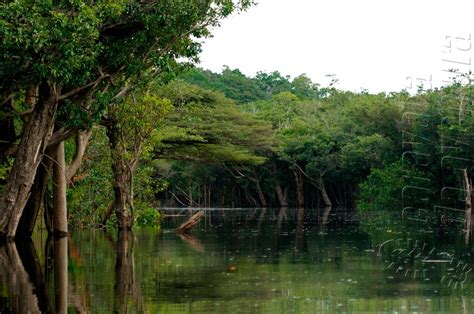 Parque Nacional do Jaú | Lugares maravilhosos, Lugares, Parque