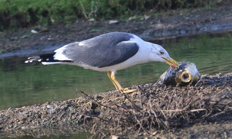 Lesser Black-backed Gull - Eating Dead Carp | A lesser black… | Flickr