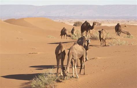 Sahara Desert Camel And Their Amazing Life