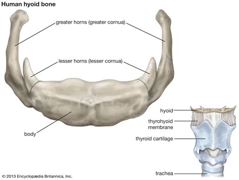 Hyoid Bone Anatomy