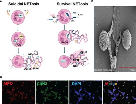 Frontiers | Impact of Neutrophil Extracellular Traps on Thrombosis ...