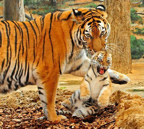 Tiger mom + baby